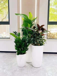 专业花卉租赁,慈溪魅力空间的独特秘诀